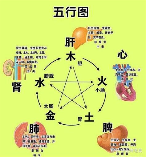 五腑|中醫知識 